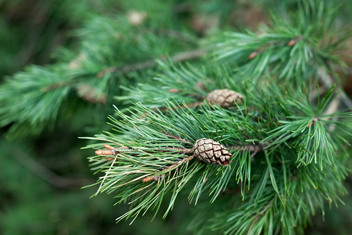 Fresh evergreen pine tree twig with long needles and cones on blurred natural background