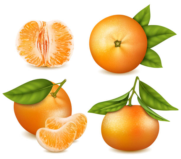 realistyczne szczegółowe 3d świeże mandarynki z zielonym zestawem liści. wektor - peeled juicy food ripe stock illustrations