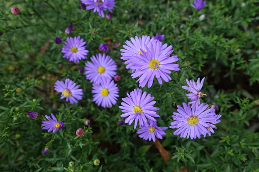 Group of violet flowers of Michaelmas daisies in October