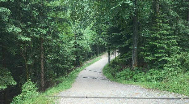 istock Dirt road in Karkonosze Mountains forest, Poland. 1325862953