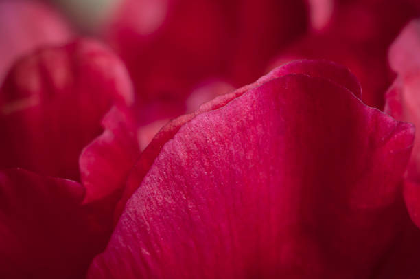 istock Peony flower fragment macro shot 1325863242