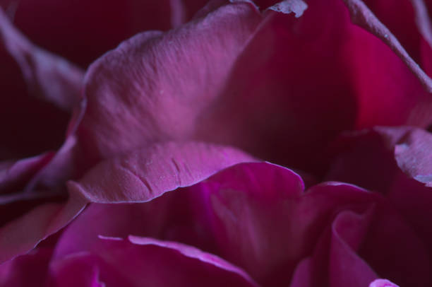 istock Peony flower fragment macro shot 1325863263