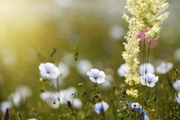Many beautiful blooming flax plants in meadow