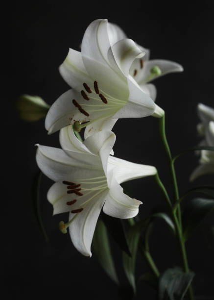 istock Lilly flowers against black background 1325865042