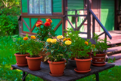 jardín monocromático en la casa, flores en macetas, amarillo y naranja, Caléndulas, Rosas, Dalia photo