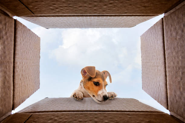 istock Curious jack Russel Terrier dog is looking at what's inside the cardboard box 1325866440