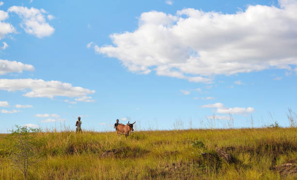 Ranohira, Madagascar - May 05, 2019: Two unknown Malagasy men walking with their zebu cattle on grass field, sky with some clouds above
