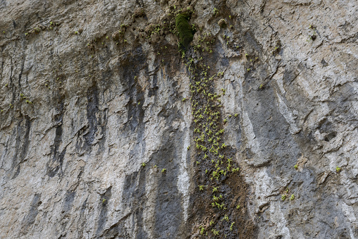 Butterworts, Pinguicula mundi, growing on a wet rock wall in Beteta Gorge, province of Cuenca, Spain