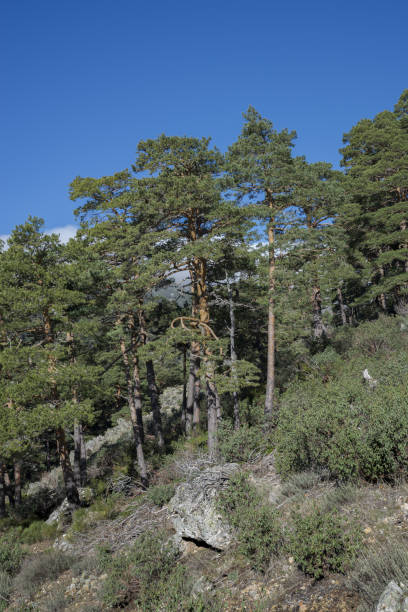 istock Forest of Scots pine tree, Pinus sylvestris 1325869330