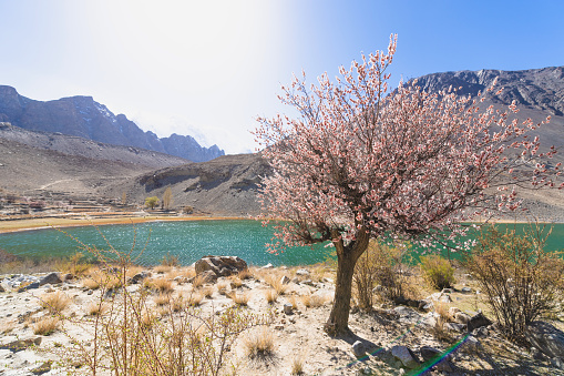 Cherry blossom and beautiful Mountains around Pasu, Karakoram Highway, northern Pakistan