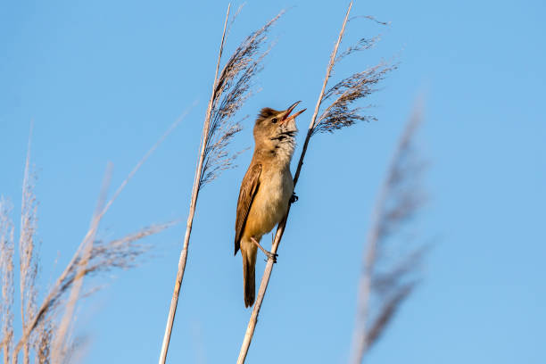 thrush warbler (acrocephalus arundinaceus) canta su canne, burgenland, austria - bird warbler birdsong singing foto e immagini stock