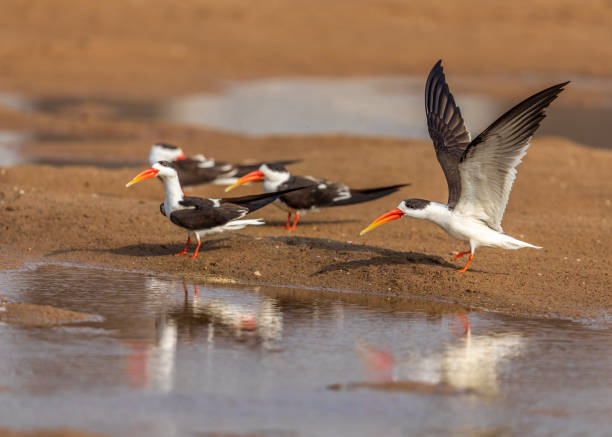 istock Indian Skimmer - Chambal River, Dhaulpur. 1325872119