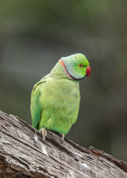 Rose-ringed Parakeet - Keoladeo National Park, Bharatpur, India. Keoladeo National Park, Bharatpur, India. bharatpur photos stock pictures, royalty-free photos & images