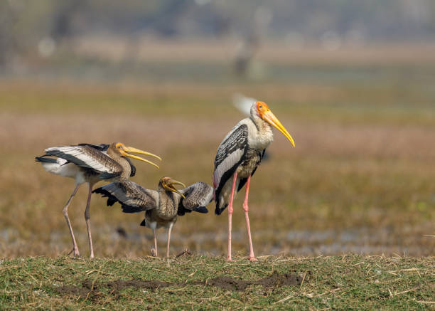 Young ones of Painted Stork begging for food - Keoladeo National Park, Bharatpur, India. Keoladeo National Park, Bharatpur, India. keoladeo stock pictures, royalty-free photos & images