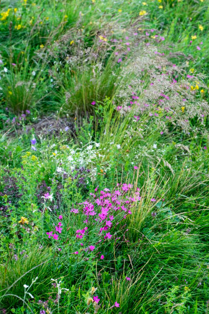 istock Flowers on the mountain field during sunrise. 1325873624