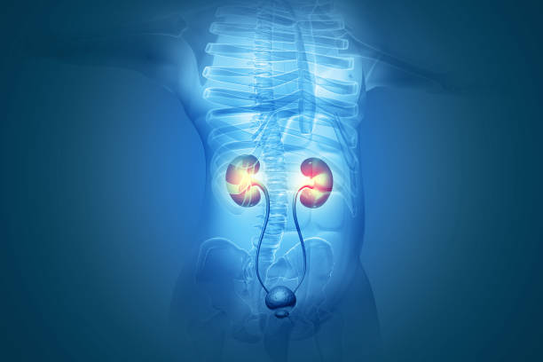 Human kidney on scientific background. 3d illustration stock photo