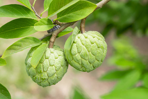 Two fresh custard apples and a branch on the custard tree Two fresh custard apples and a branch on the custard tree annonaceae stock pictures, royalty-free photos & images