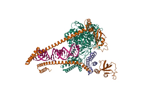 Non-spructural proteins 8 (brown), 7 (violet), and 12 (green) shown, 3D cartoon model, based on PDB 6yyt, white background