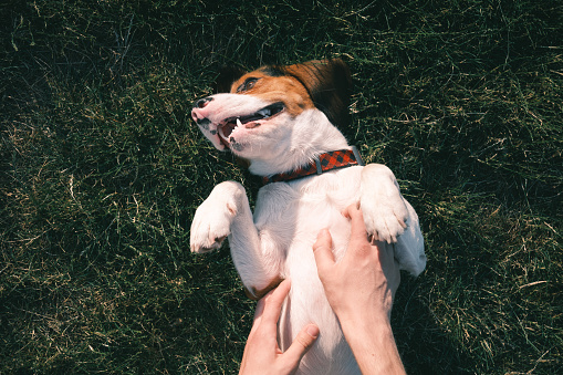 Feliz perro beagle en la hierba, las manos humanas frotando su vientre. photo