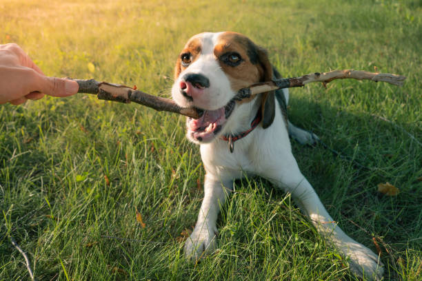 istock Beagle puppy playing with a stick, human point of view. 1325874817