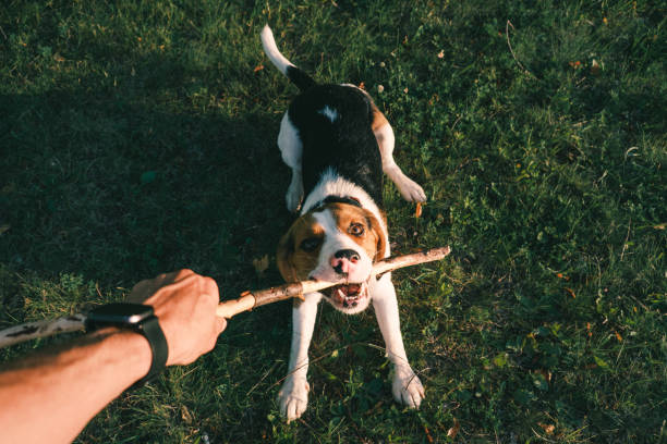 Playing with a beagle dog with stick, first person perspective.