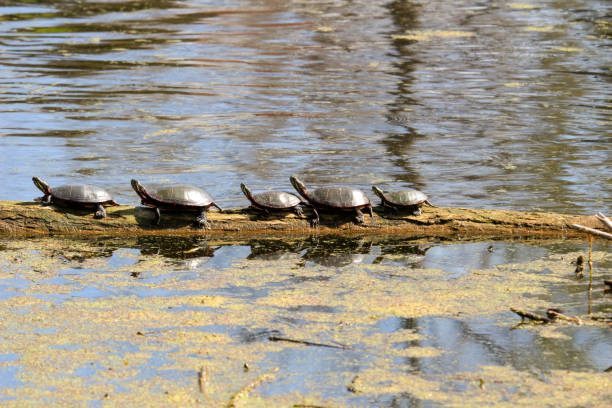 istock Basking blandings turtles and painted turtles in ontario 1325875280