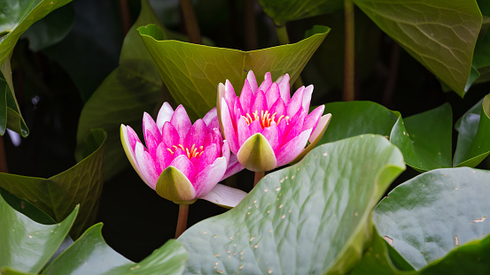 Daytime close-up of a pair of water lily flowers (Nymphaea) with pink/purple petals and yellow stamens, side by side in between green leafs in pond