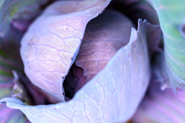 Fresh red cabbage growing in an organic vegetable garden in summer. Close up macro photo.
