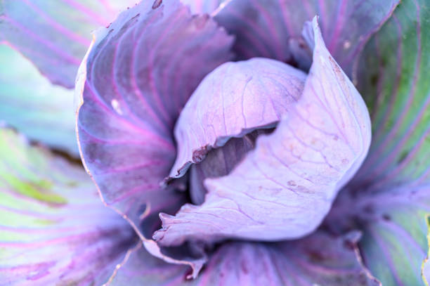 istock Fresh red cabbage growing in an organic vegetable garden in summer. 1325876771