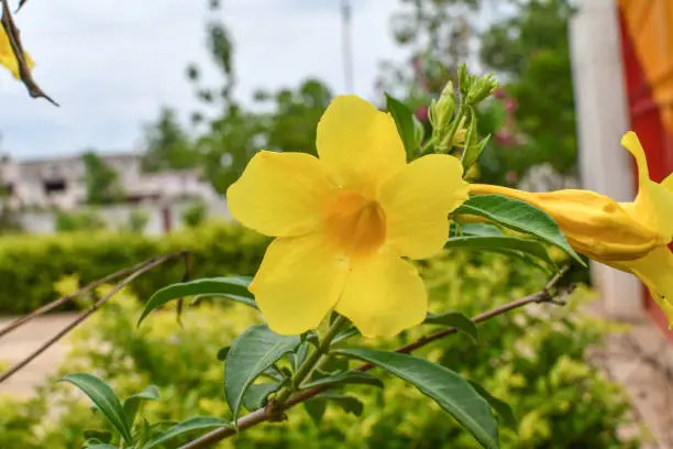 Allamanda cathartica, commonly called golden trumpet, common trumpetvine, and yellow allamanda, is a species of flowering plant of the genus Allamanda in the family Apocynaceae. It's native to Brazil.