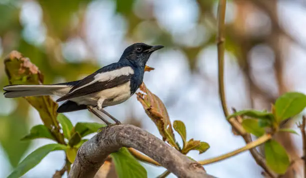 Photo of An adult male Oriental Magpie Robin portrait