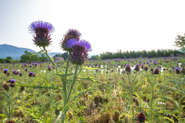 istock field of artichokes in bloom 1325880357