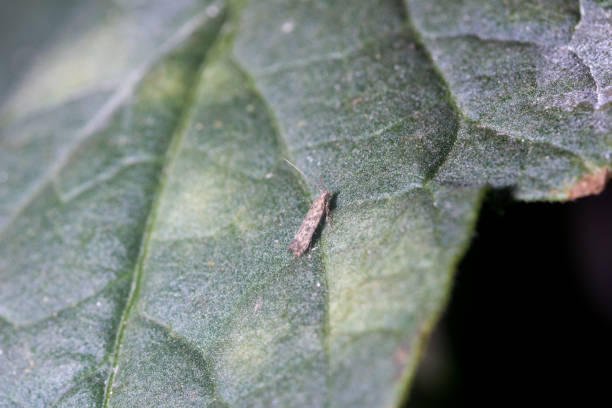 istock Tuta absoluta in a tomato leaf. 1325880403