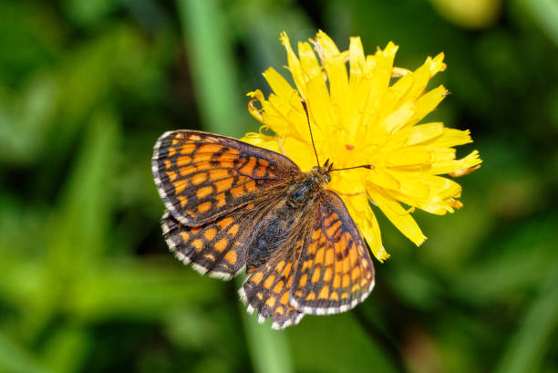 istock Glanville Fritillary 1325880740
