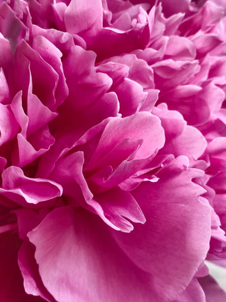 istock Floral petals pink peony natural background 1325882073