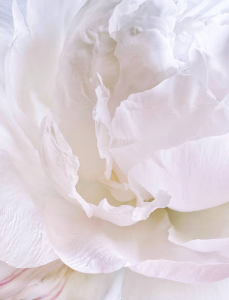 istock Floral petals white peony natural background 1325882076