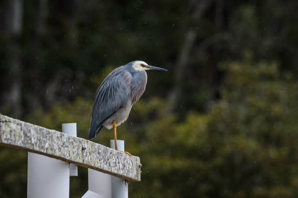 Heron's thrive on the coastline of the south Island of New Zealand