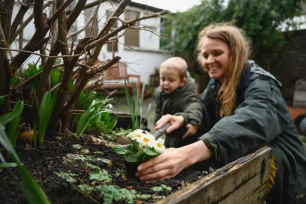 Male toddler learning about sustainable gardening as he watches smiling Caucasian woman in mid 30s prepare flowerbed for new plant.
