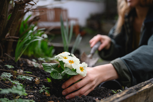 Close-up of mid adult Caucasian woman in warm clothing using trowel to plant springtime flowers in backyard garden.