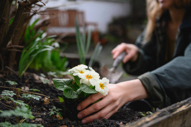 Portrait of primrose being planted in residential flowerbed Close-up of mid adult Caucasian woman in warm clothing using trowel to plant springtime flowers in backyard garden. primula stock pictures, royalty-free photos & images