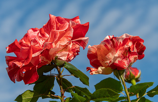 Flower heads on a Hanky Panky dwarf Rose bush - florabunda - taken against a blue sky