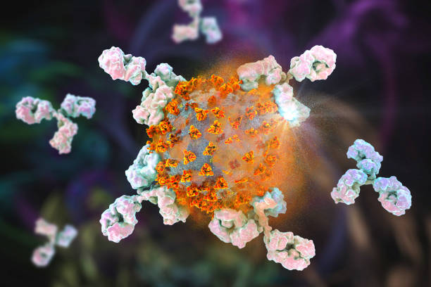 Antibodies attacking COVID-19 virus Antibodies attacking and destroying SARS-CoV-2 virus, corona virus, COVID-19 viruses. 3D illustration for COVID-19 treatment, diagnosis and prevention. Vaccine production and vaccination concept middle east respiratory syndrome stock pictures, royalty-free photos & images
