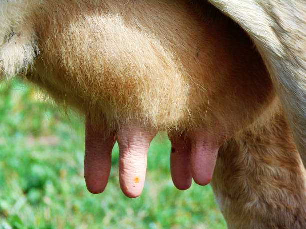 istock cow at farm in Maramures, Romania 1325883843