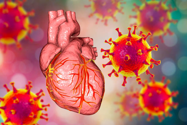 virus covid-19 que afectan al corazón, ilustración conceptual en 3d - blood cardiologist color image nobody fotografías e imágenes de stock