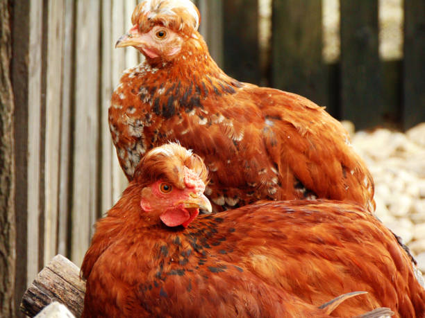 istock chickens at farm in Maramures 1325884534