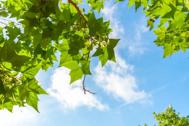 Natural green leaves and blue sky. Green Platanus tree leaves, Platanus occidentalis.