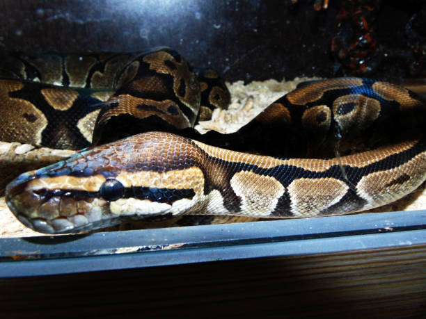 istock a snake in a cage - reptile 1325885924
