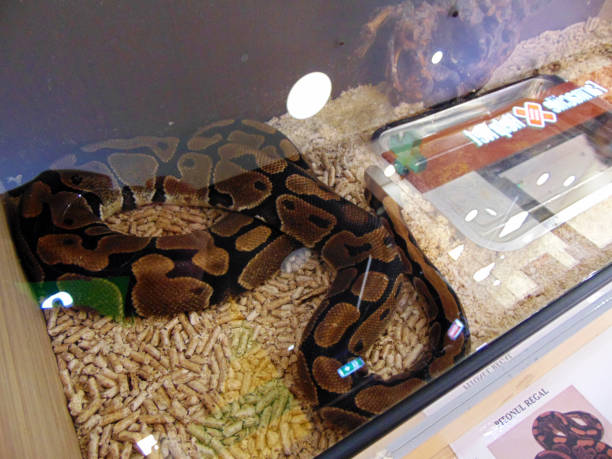 istock snake in a cage - reptile 1325885940