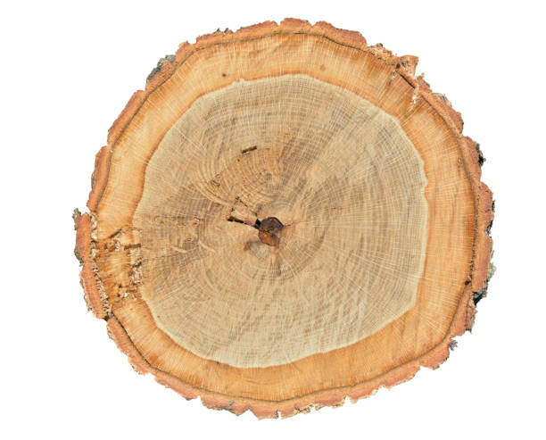 istock Cut of oak 1325885991