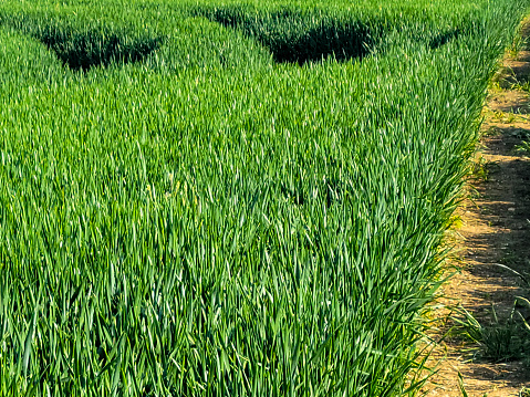 Wheat field in Spring at Alconbury, Cambridgeshire.